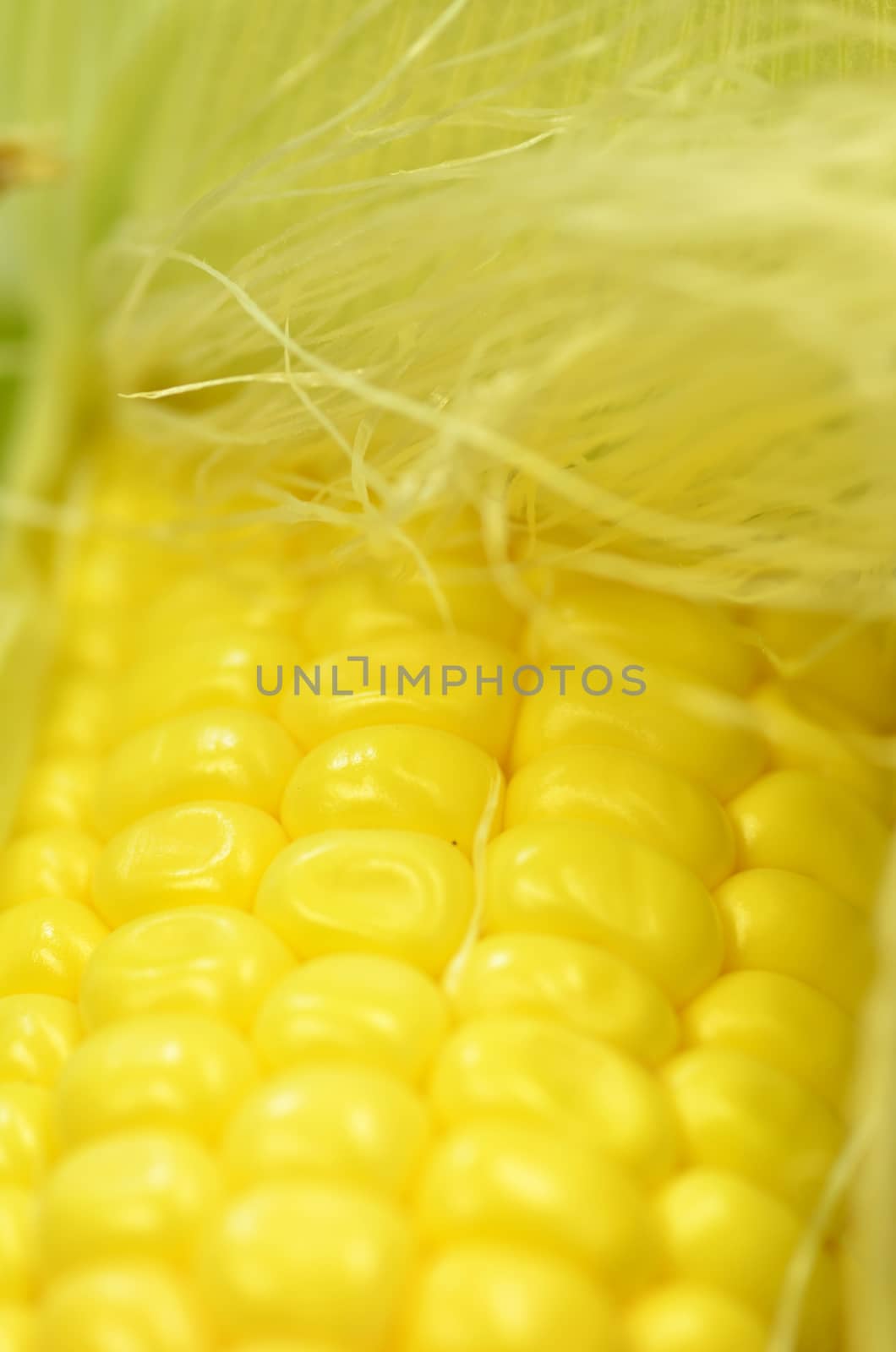 Detail shot of fresh corn on cob by tang90246
