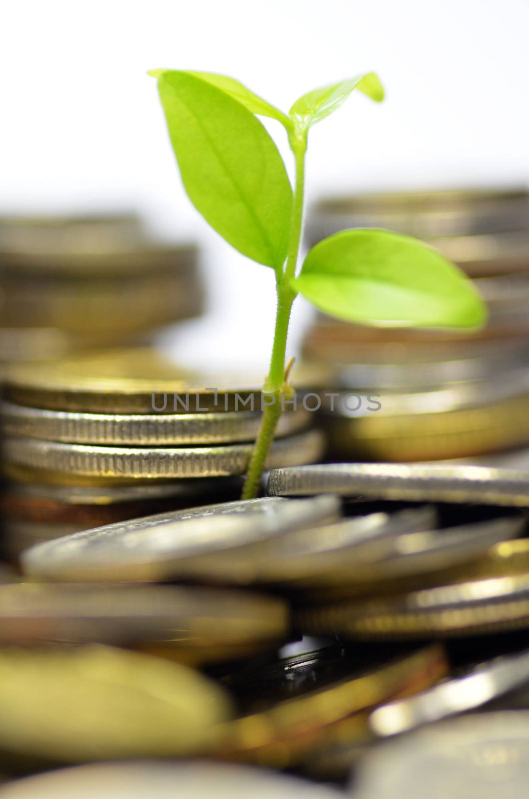 Plant and lot of coins isolated on white background. Money concept