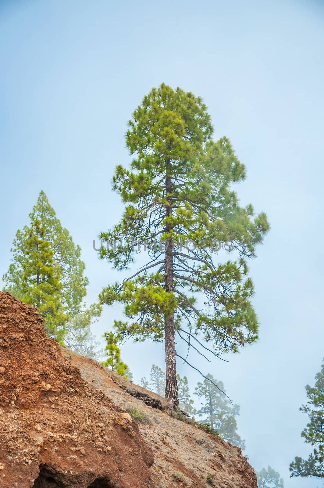 Canarian pine, pinus canariensis in the Corona Forestal Nature Park, Tenerife, Canary Islands