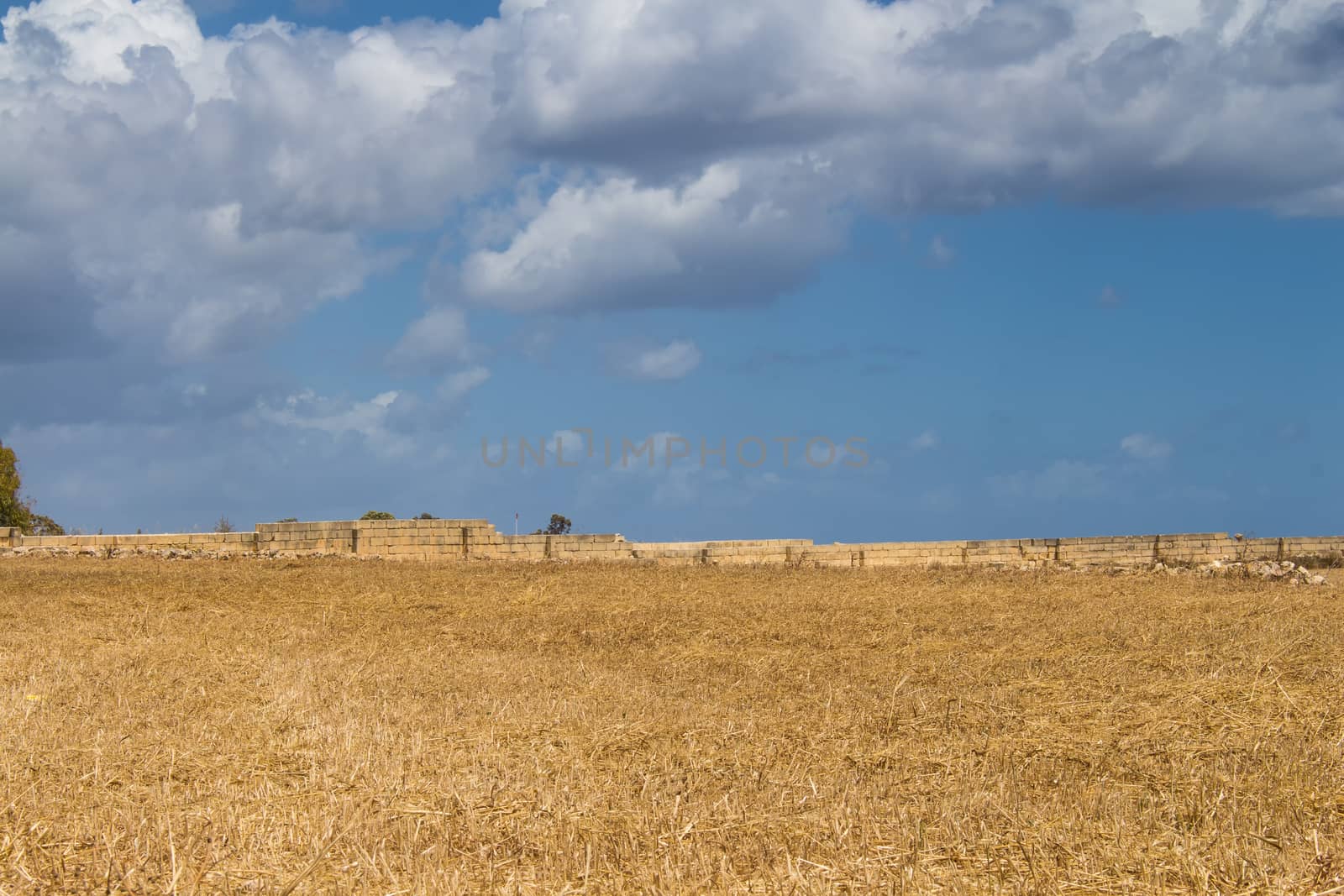 Golden color of the field. Intense rainy clouds on the sky. Malta.