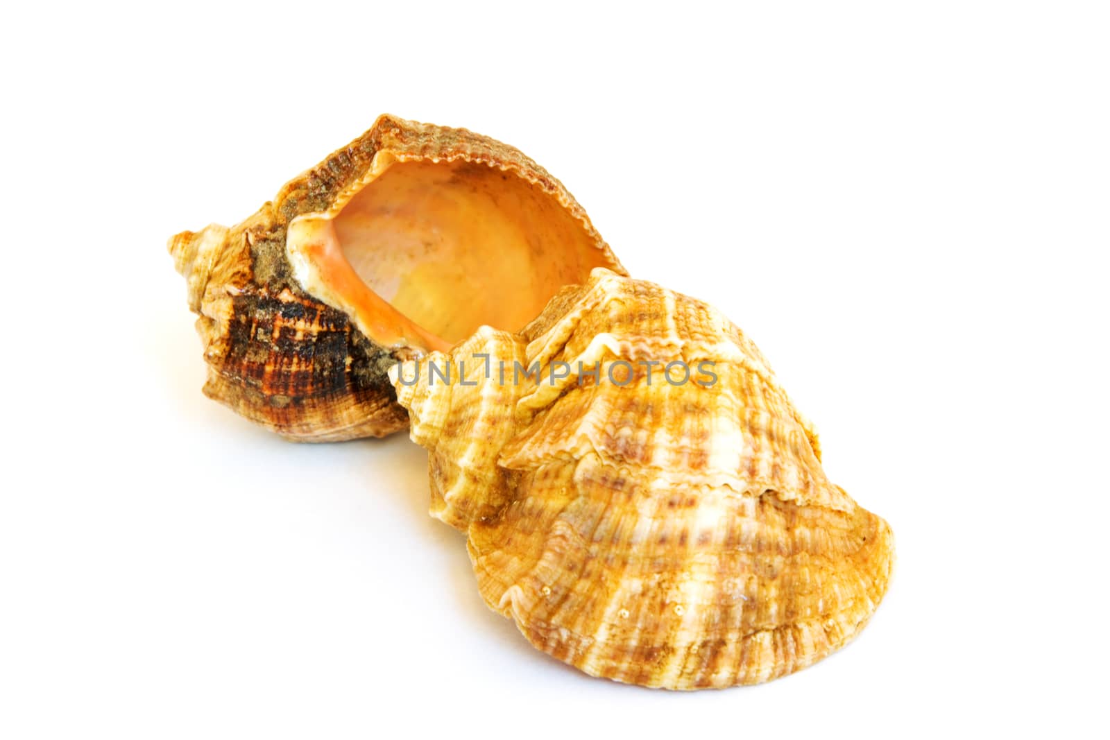 Two sea shells on a white background