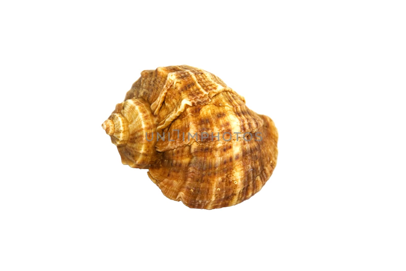 Sea Shell Isolated On White