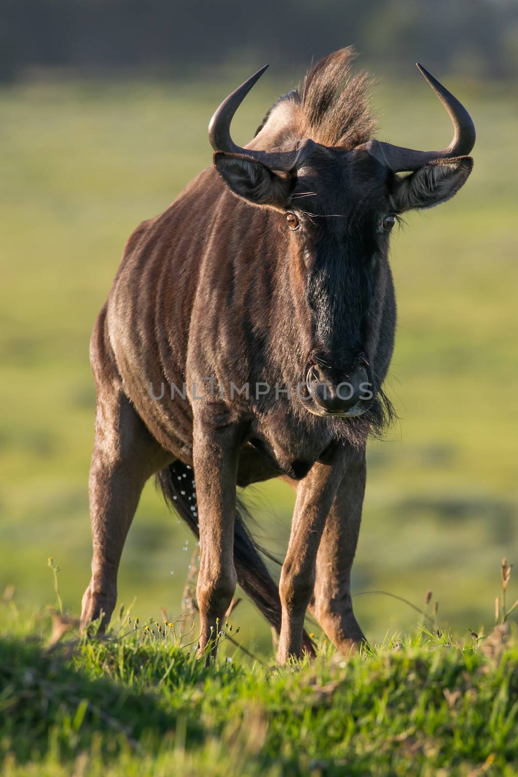 Wildebeest antelope with large curved horns on the African grass land