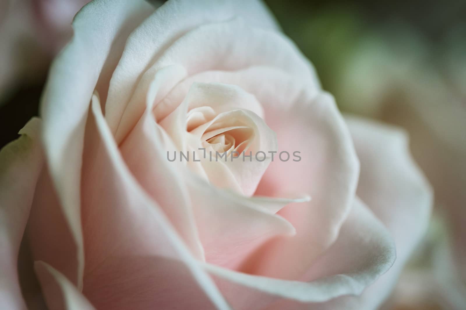 Close-up of a rose by gorov108