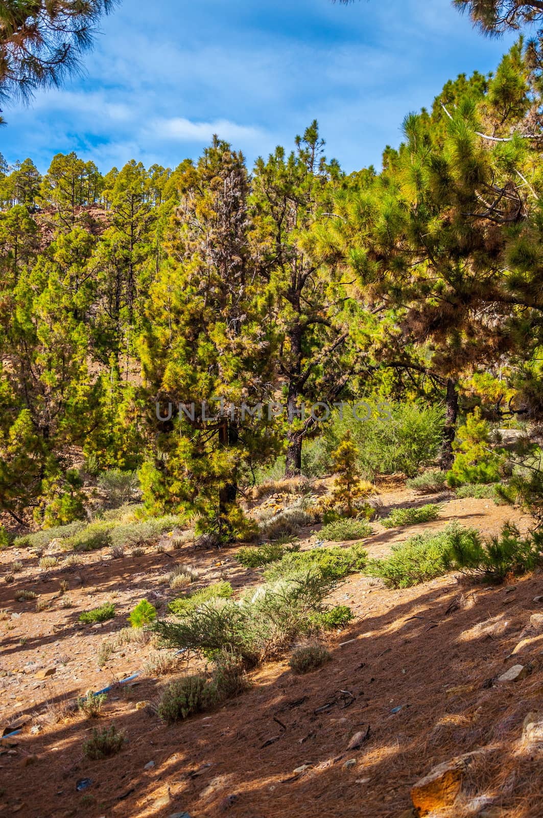 Canarian pines, pinus canariensis in the Corona Forestal Nature Park, Tenerife, Canary Islands