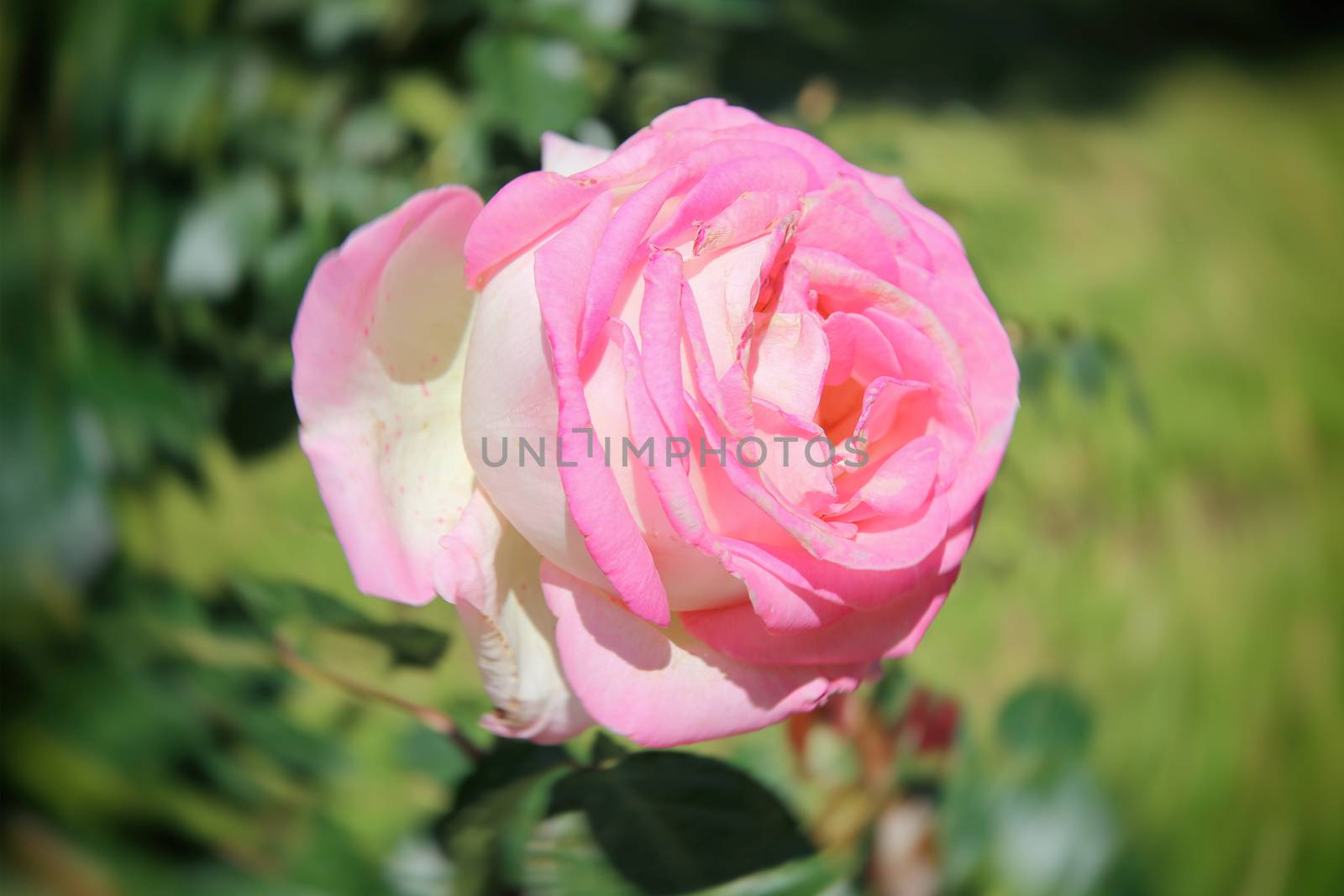 Close-up of Beautiful Pink Rose in a Garden