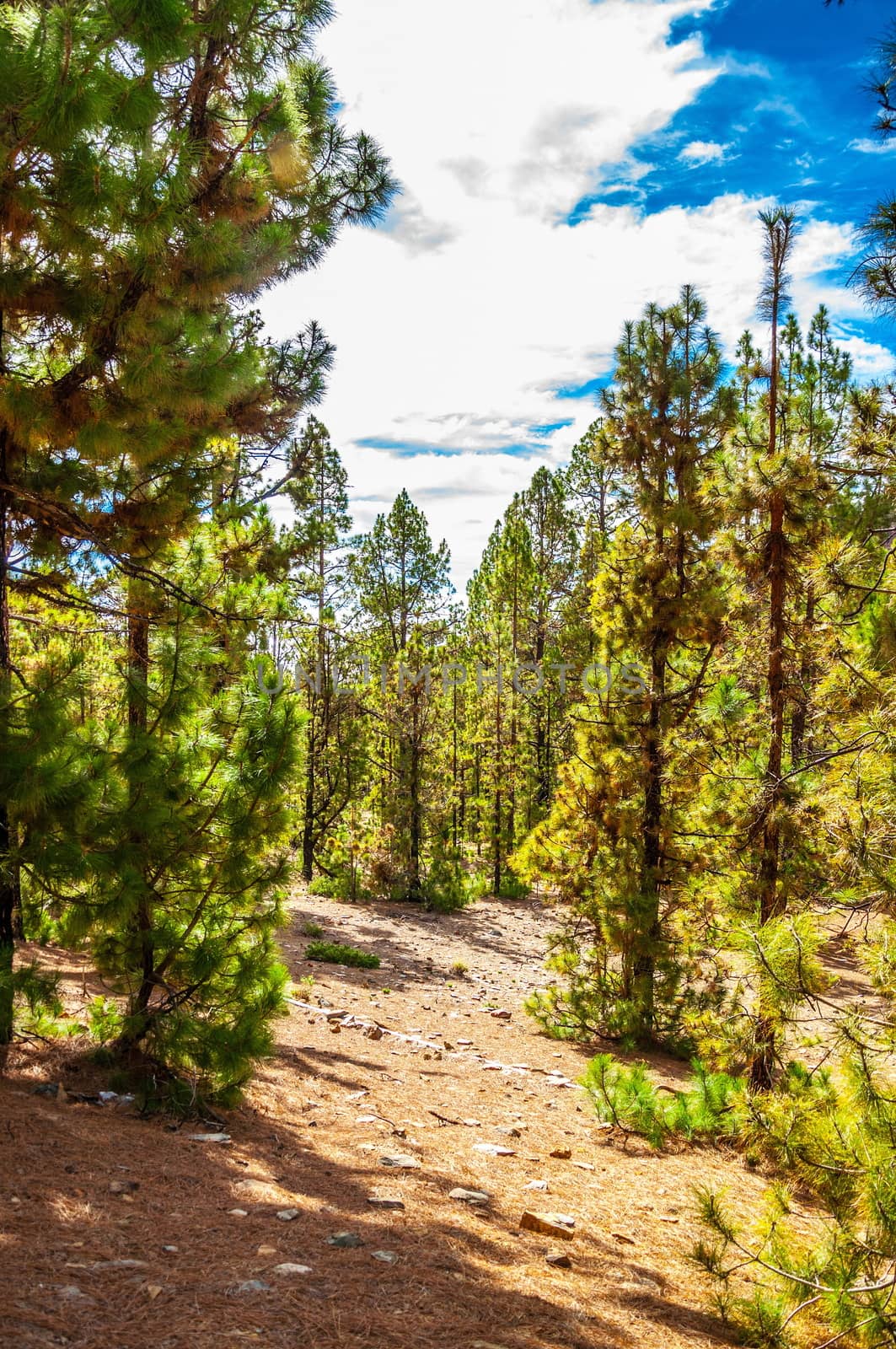 Canarian pines, pinus canariensis in the Corona Forestal Nature Park, Tenerife, Canary Islands