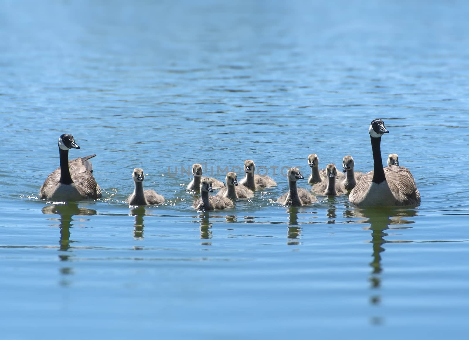 Canada Geese Family by whitechild
