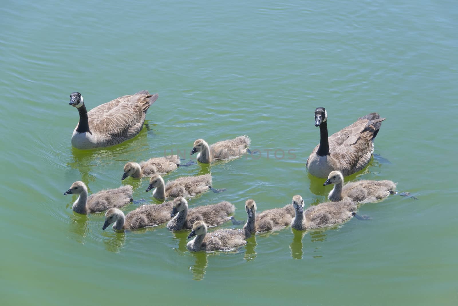 Canada Geese family with ten goslings against the green water in the lake.