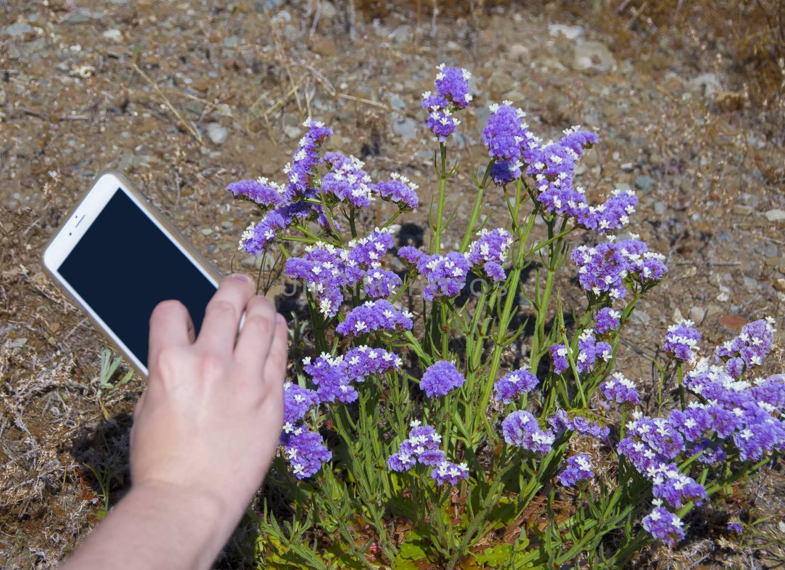 Hand holding a cellphone taking pictures of sea lavender flowers.