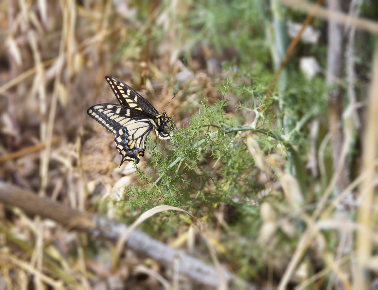 Anise Swallowtail Laying Eggs by whitechild