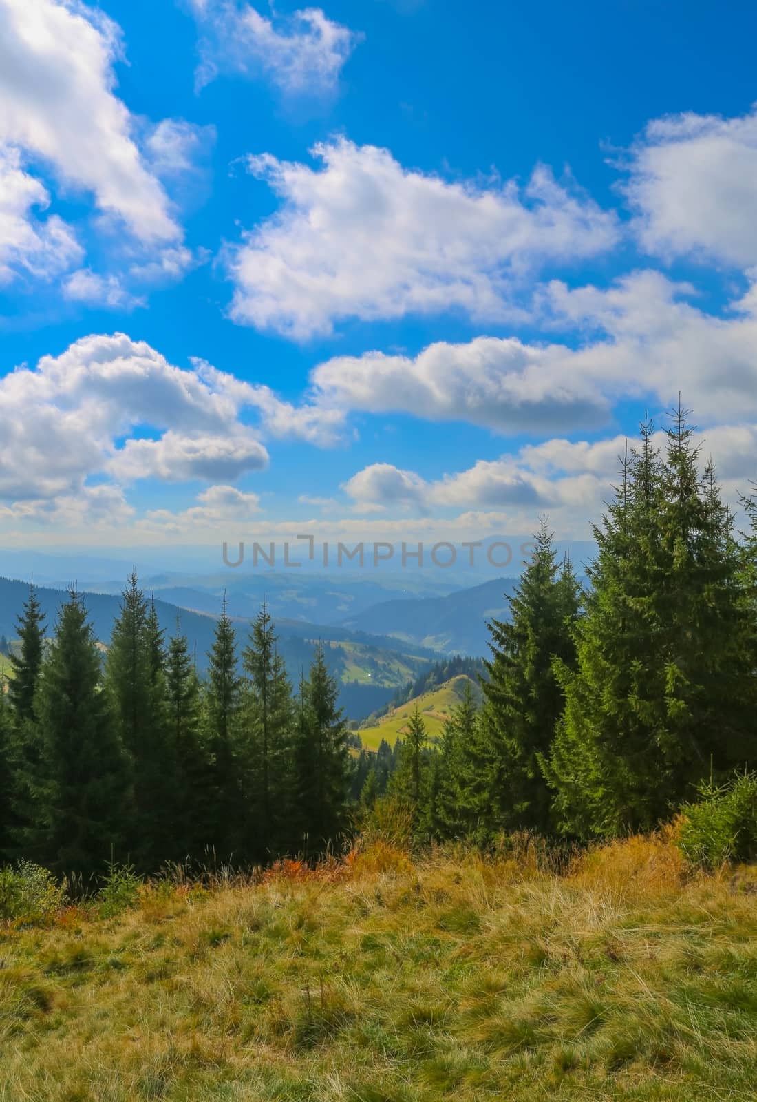Green fir trees in the hills on a sunny day by Sid10