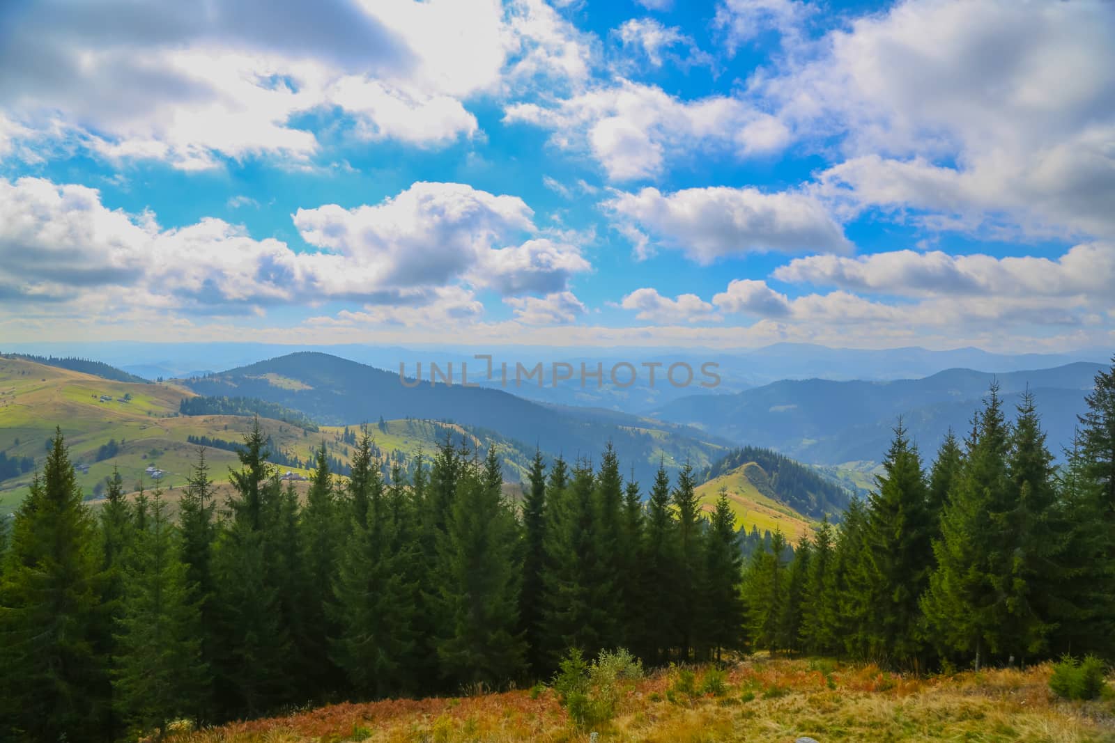 Green fir trees in the hills on a sunny day. Mountains visible to the horizon.