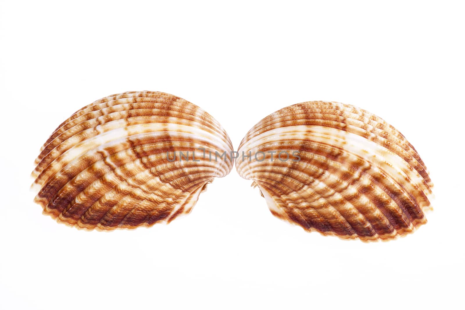 two sea shells isolated on white background.
