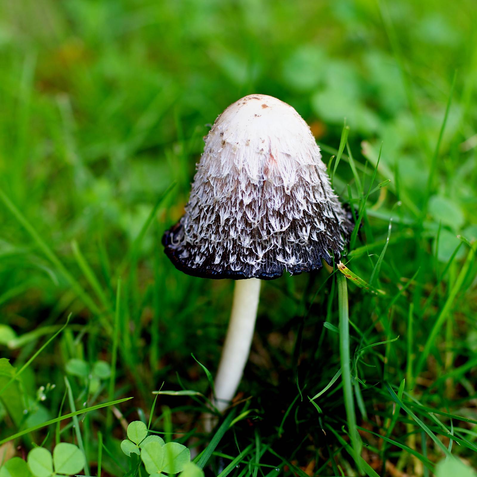 Beautiful and Dangerous Black and White Non-edible Mushroom Coprinus Comatus closeup on Green Grass background Outdoors