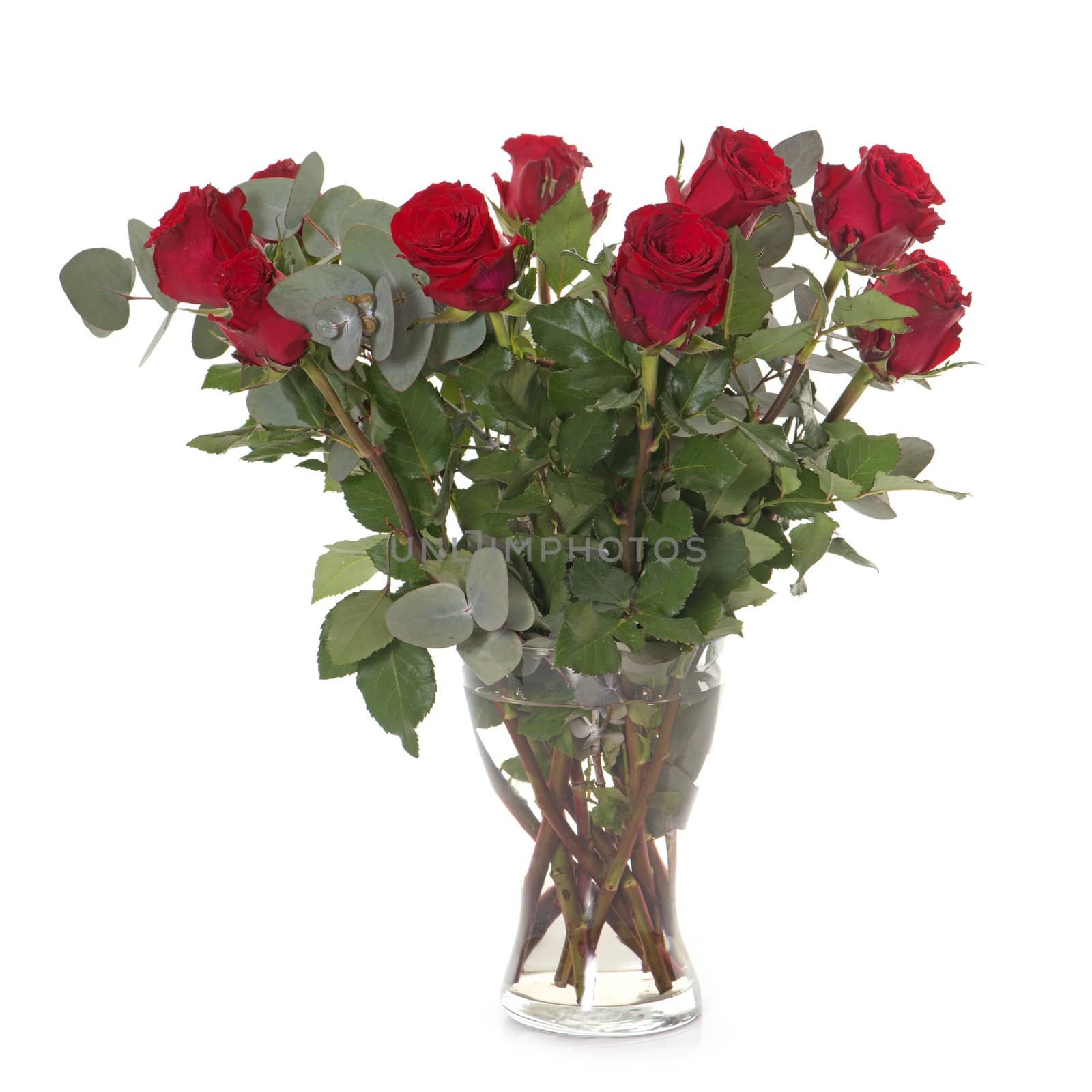 bunch of rose in front of white background