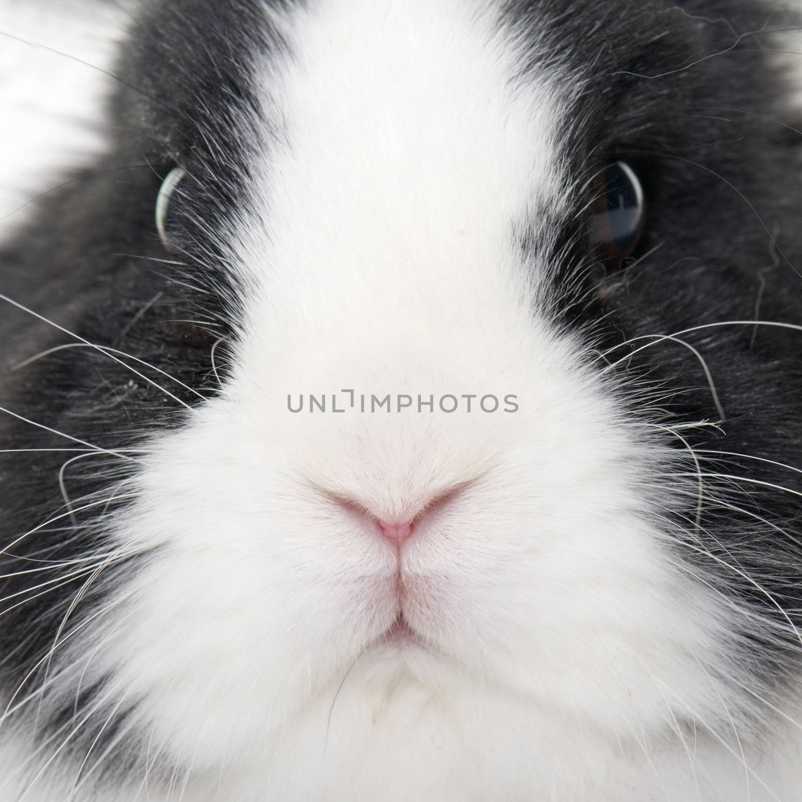 dwarf rabbit in front of white background
