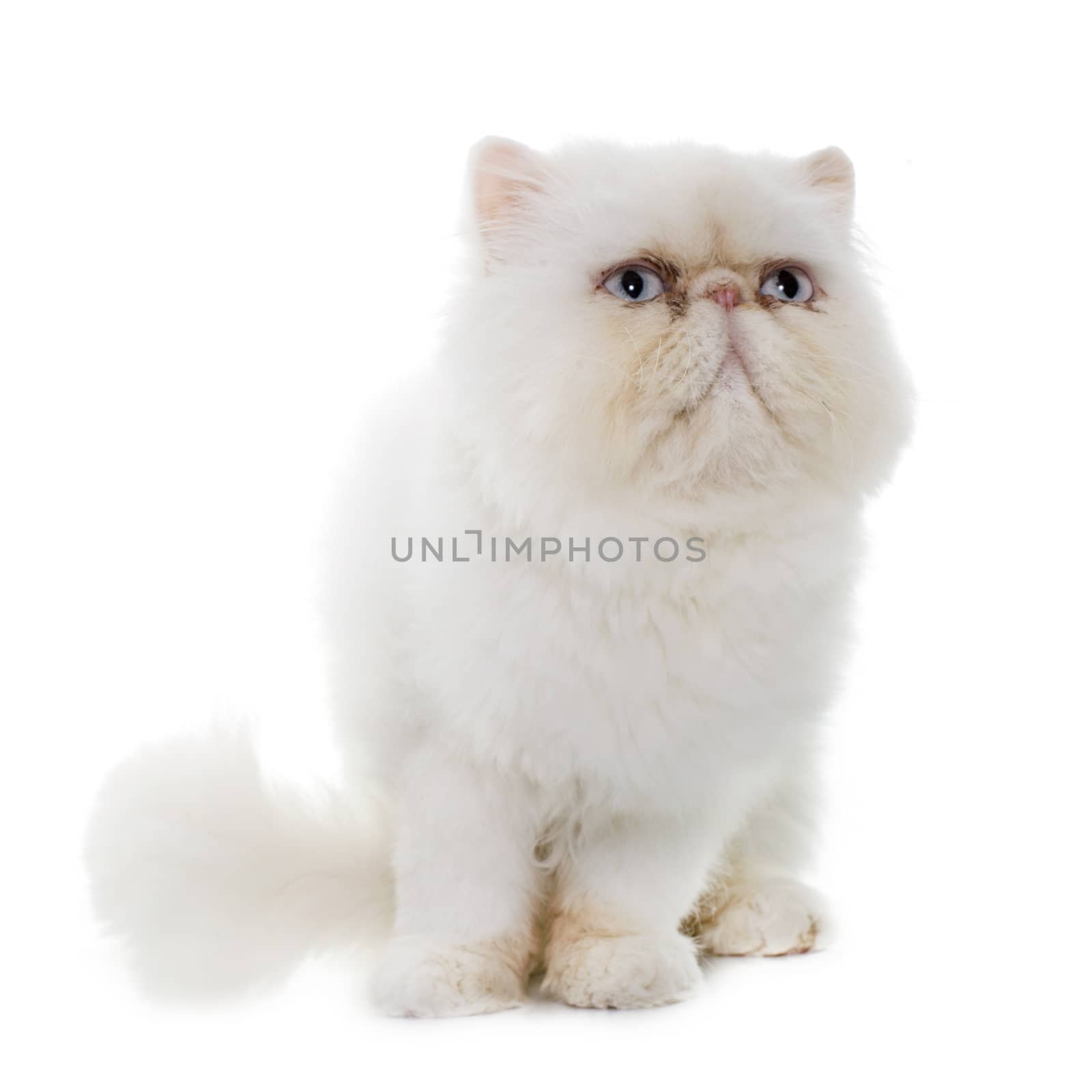 white persian cat in front of white background