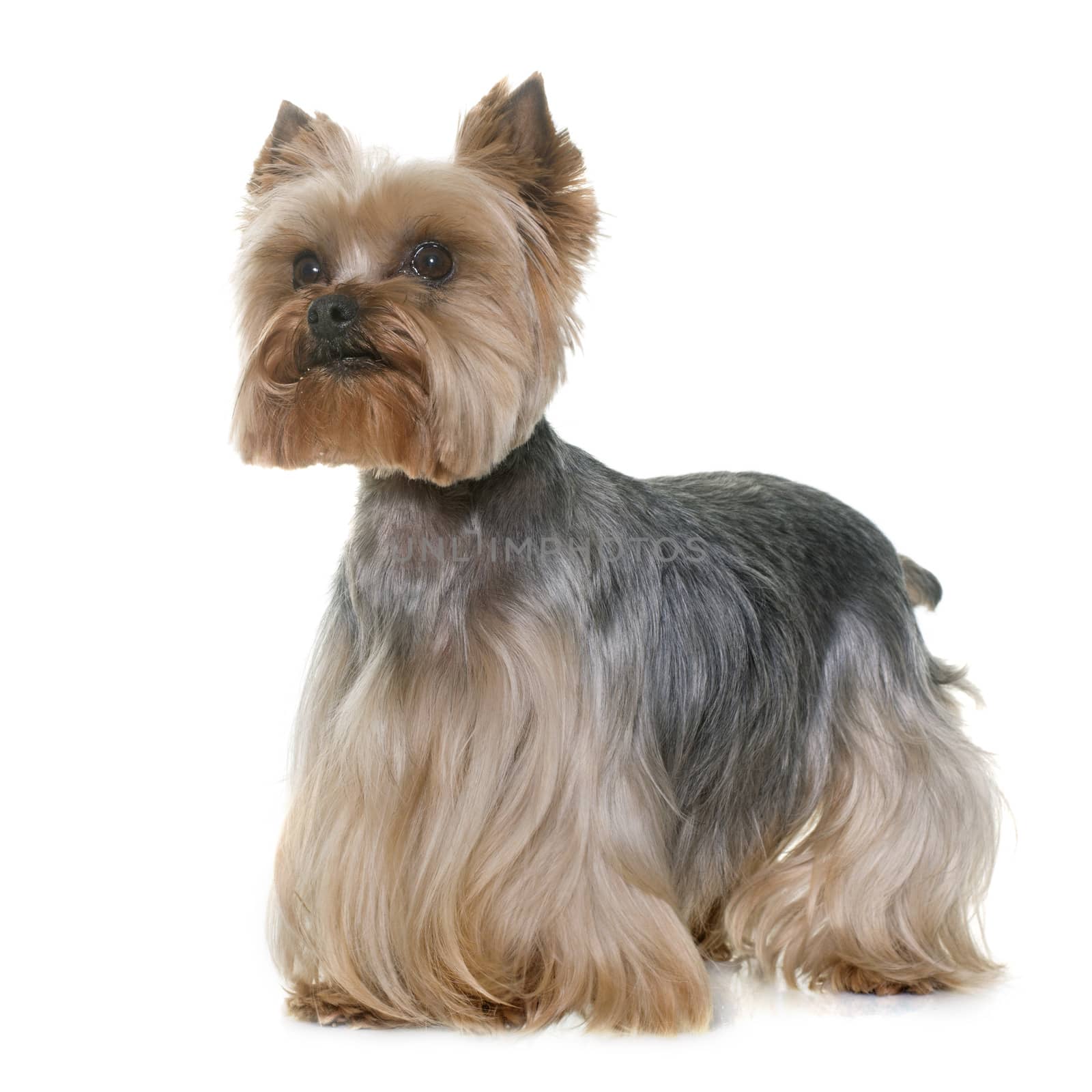 yorkshire terrier in front of white background