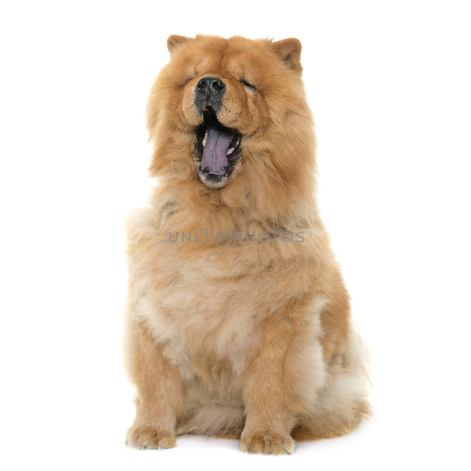 chow chow yawning by cynoclub