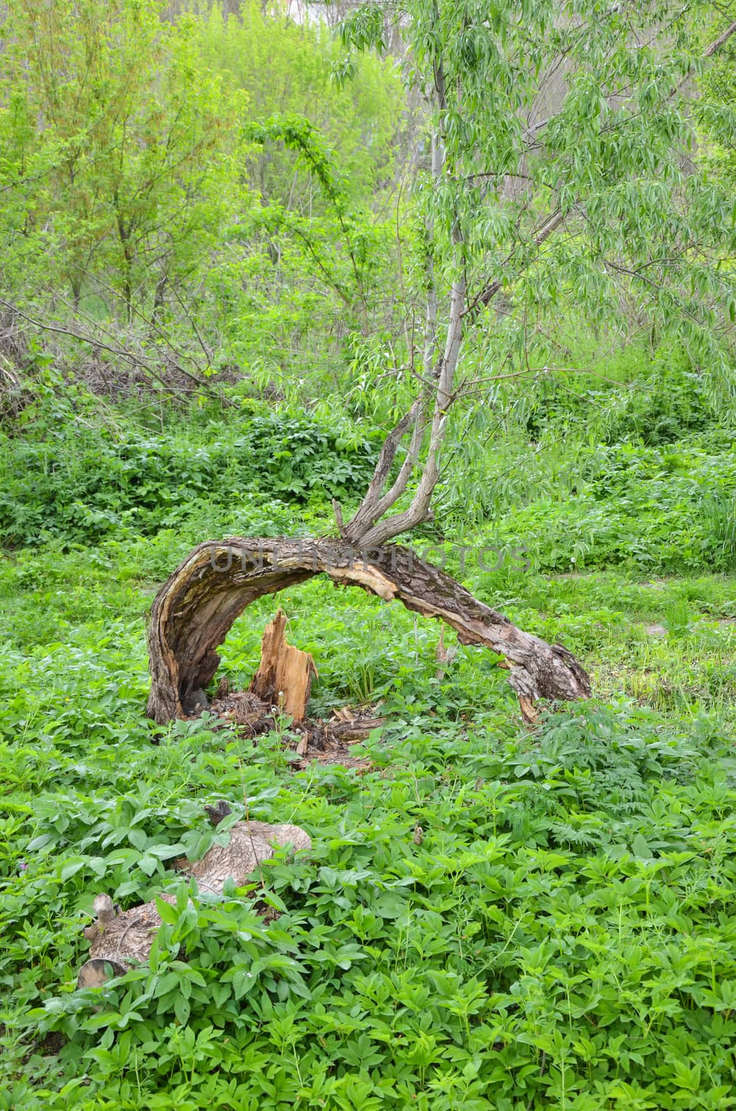 bough of old willow tree in spring