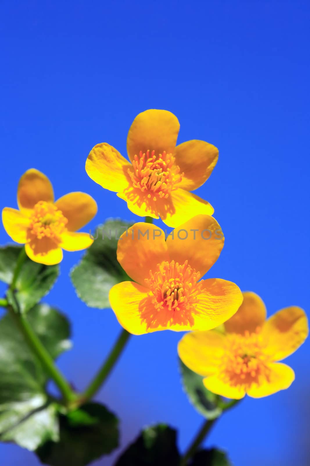 Closeup of nice yellow wildflower against blue sky