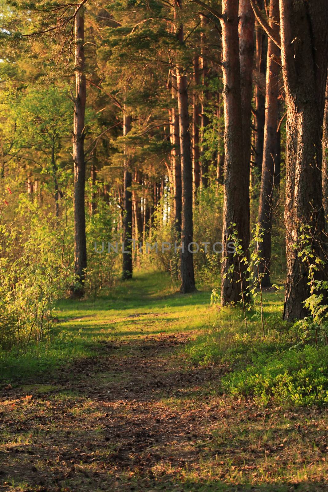 Pine Forest Background by kvkirillov