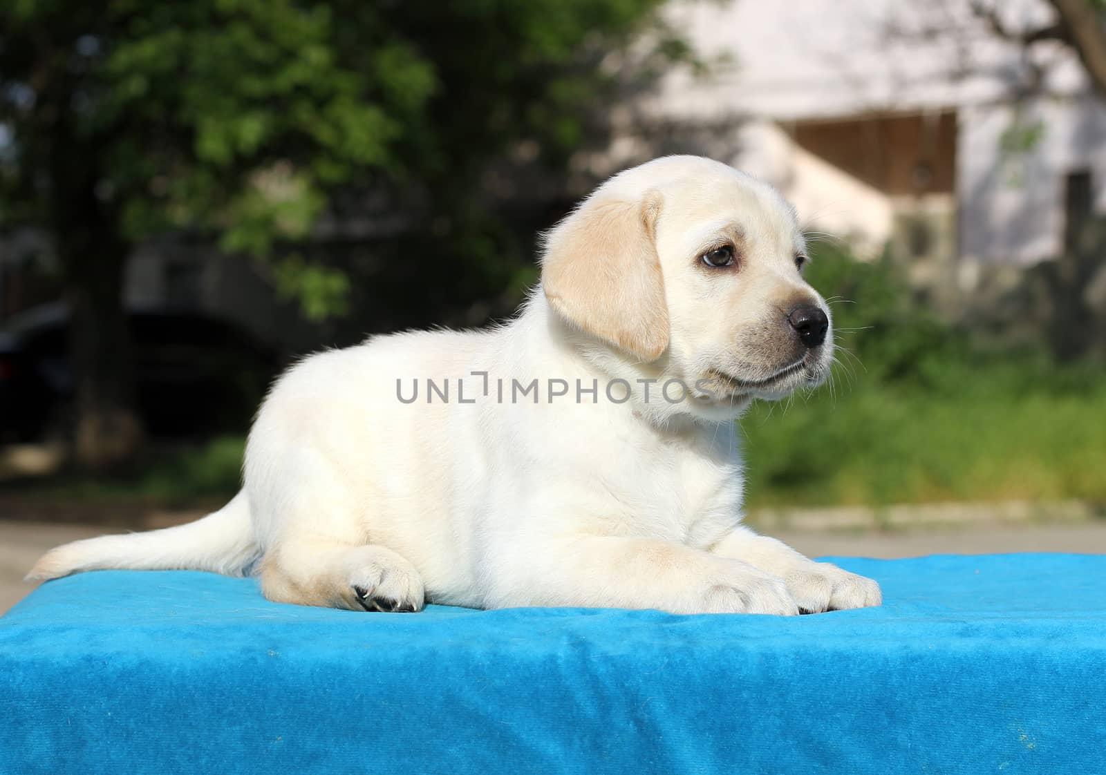little yellow labrador puppy sitting on blue background portrait