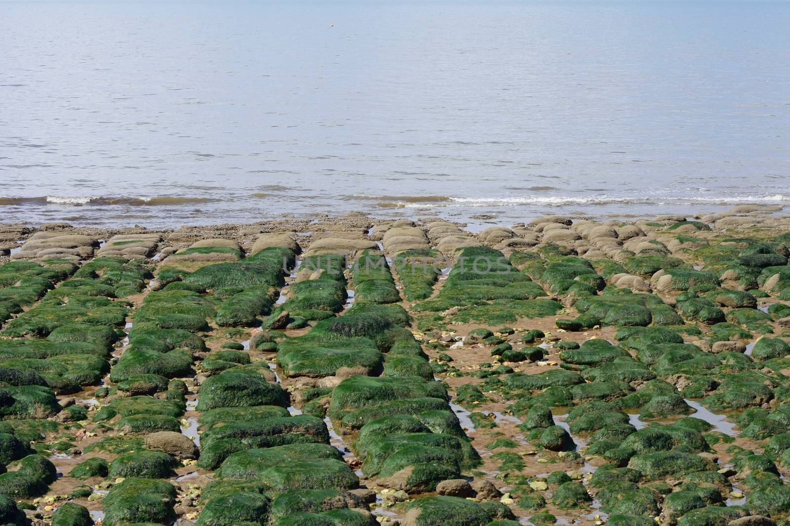 Stony coastal strip with straight stones and seaweed 