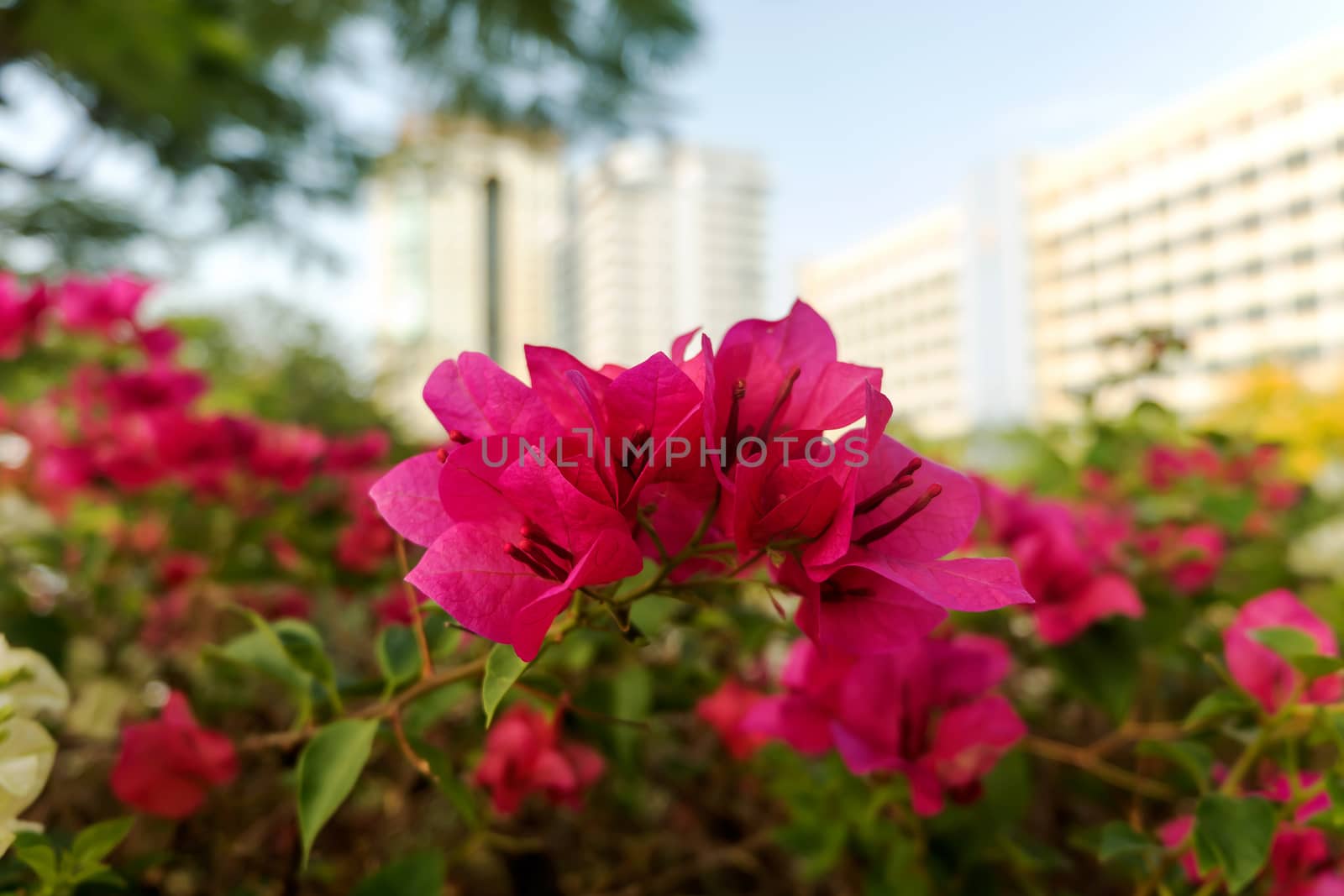 Bougainvillea is pink flowers by suthee