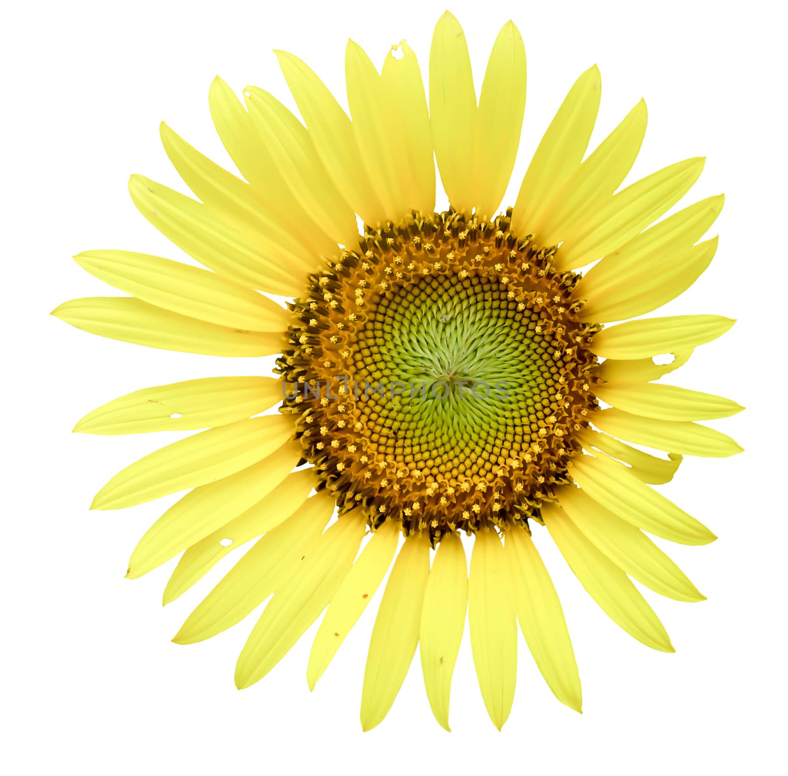Sunflower isolated on white background by suthee