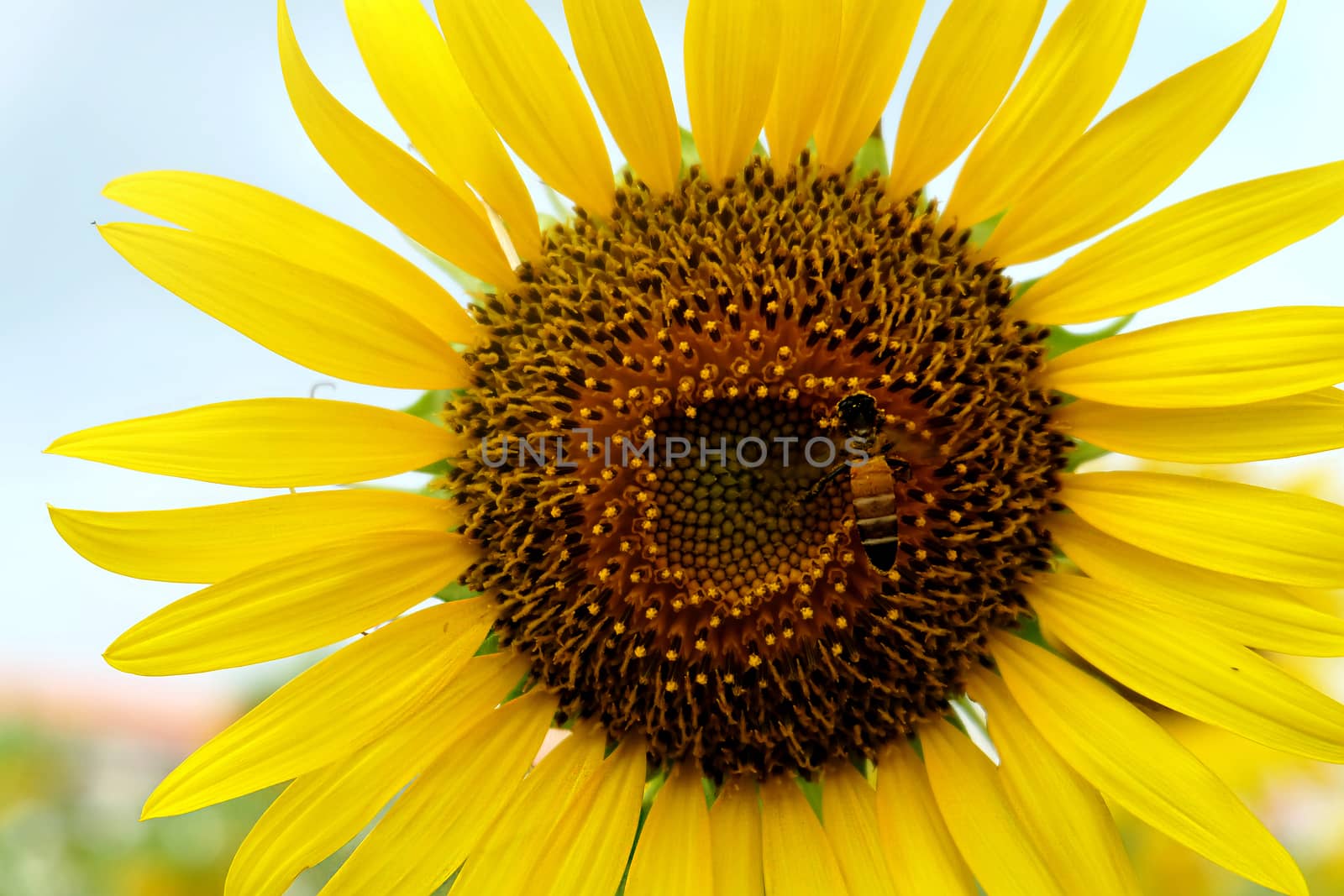 sunflower and bee by suthee
