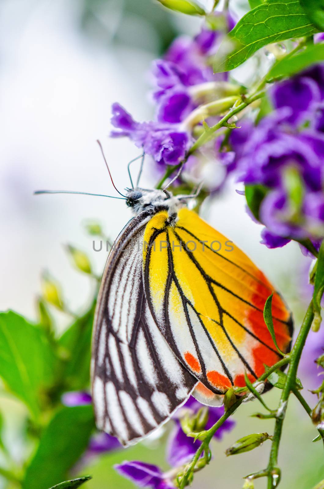 Painted Jezebel (Delias hyparete) Colorful butterfly white yellow and orange black stripes, It is looking for nectar on purple flowers of Golden Dew Drop
