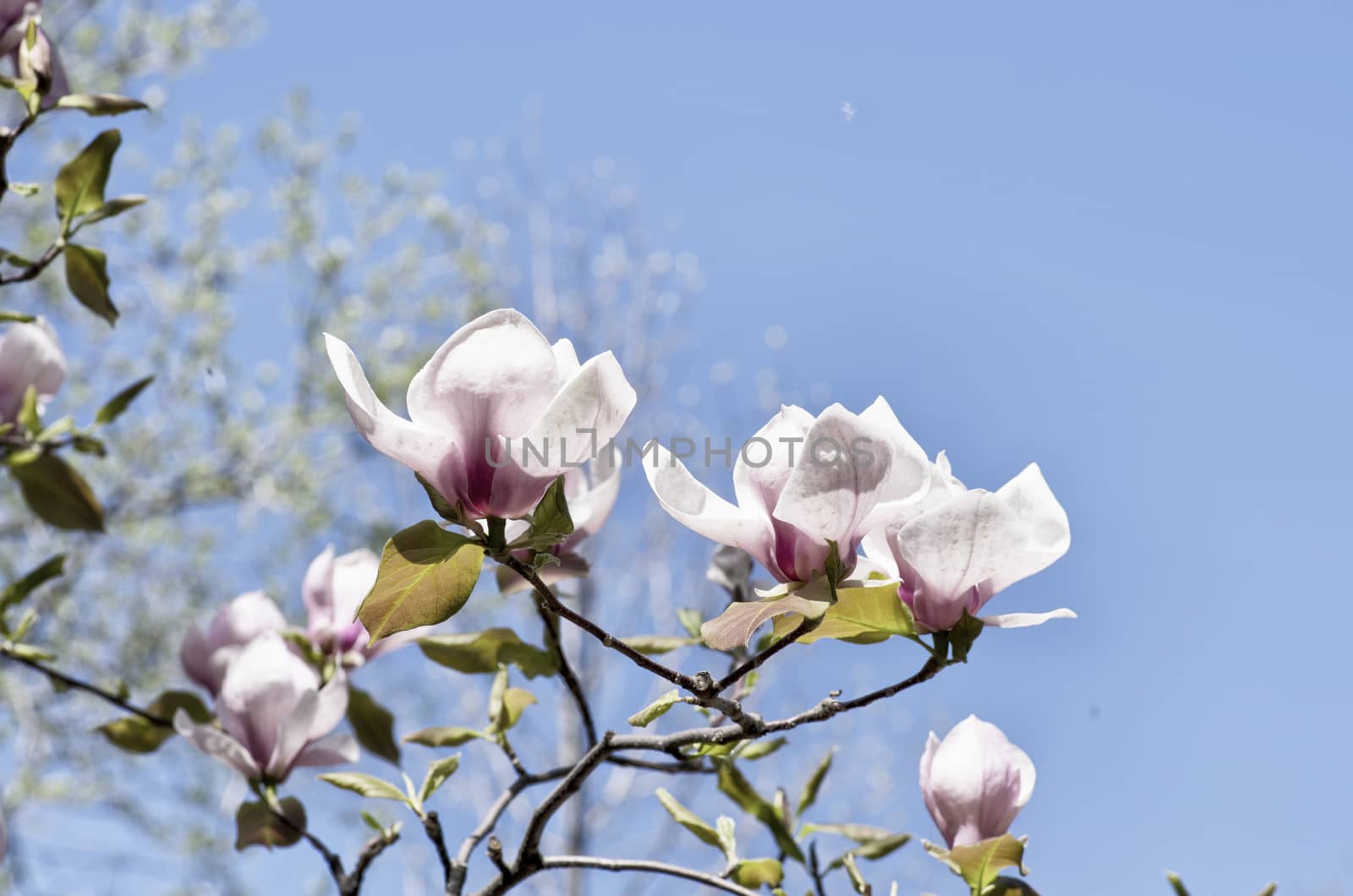 Beautiful Flowers of a Magnolia Tree by dolnikow