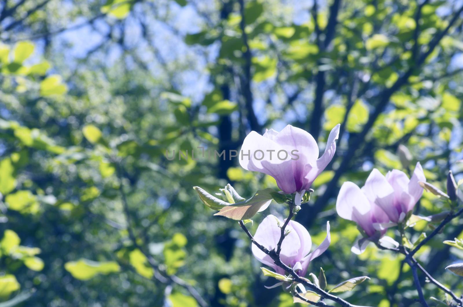 Beautiful Flowers of a Magnolia Tree