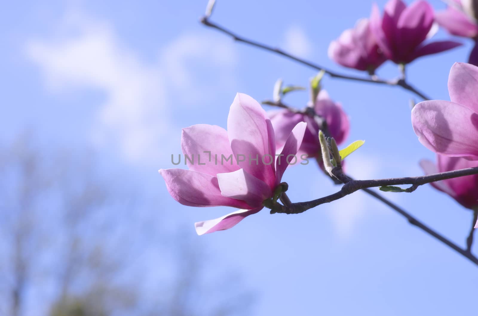 Beautiful Flowers of a Magnolia Tree by dolnikow