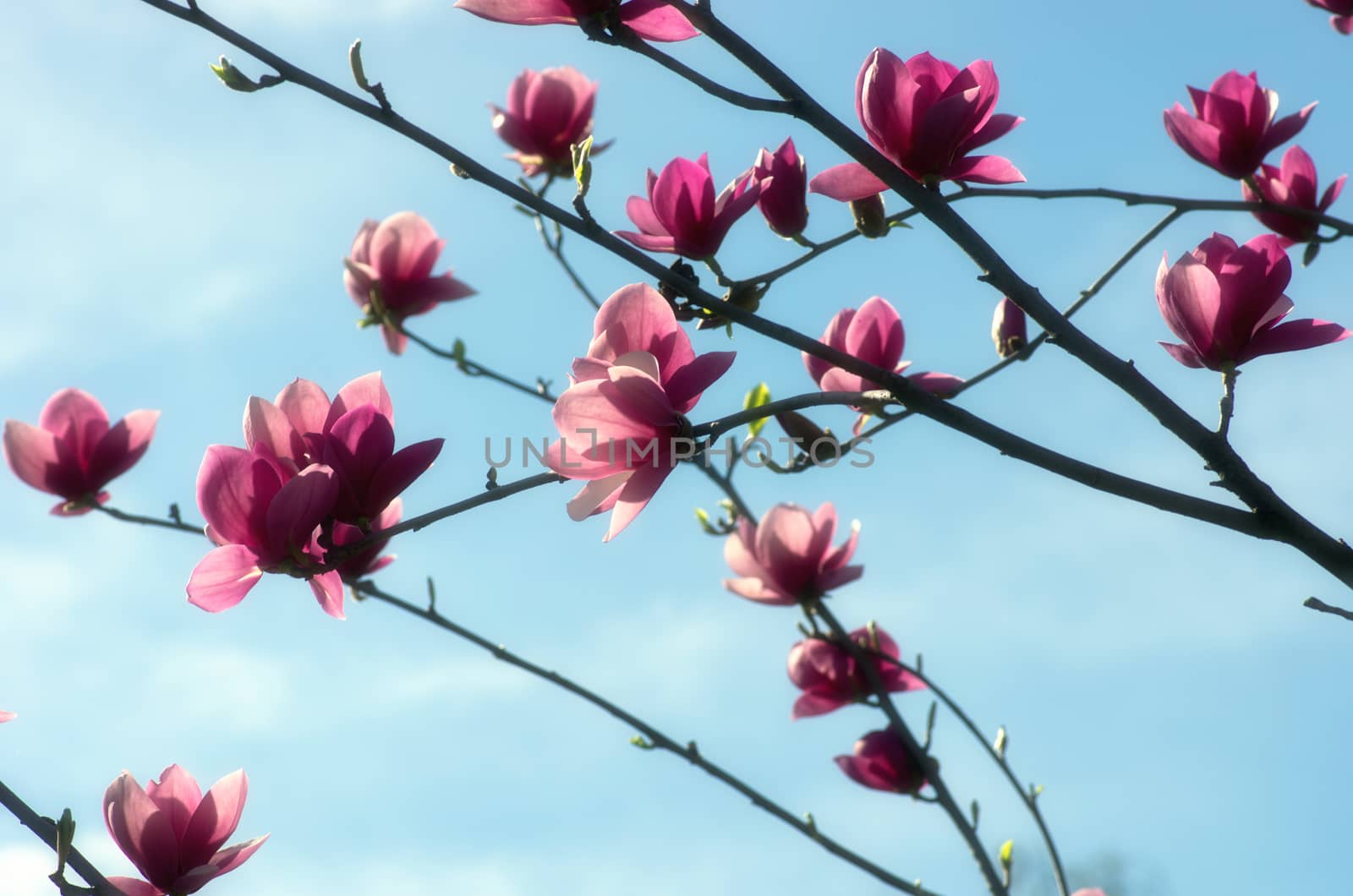 Beautiful Flowers of a Magnolia Tree. Soft focus.