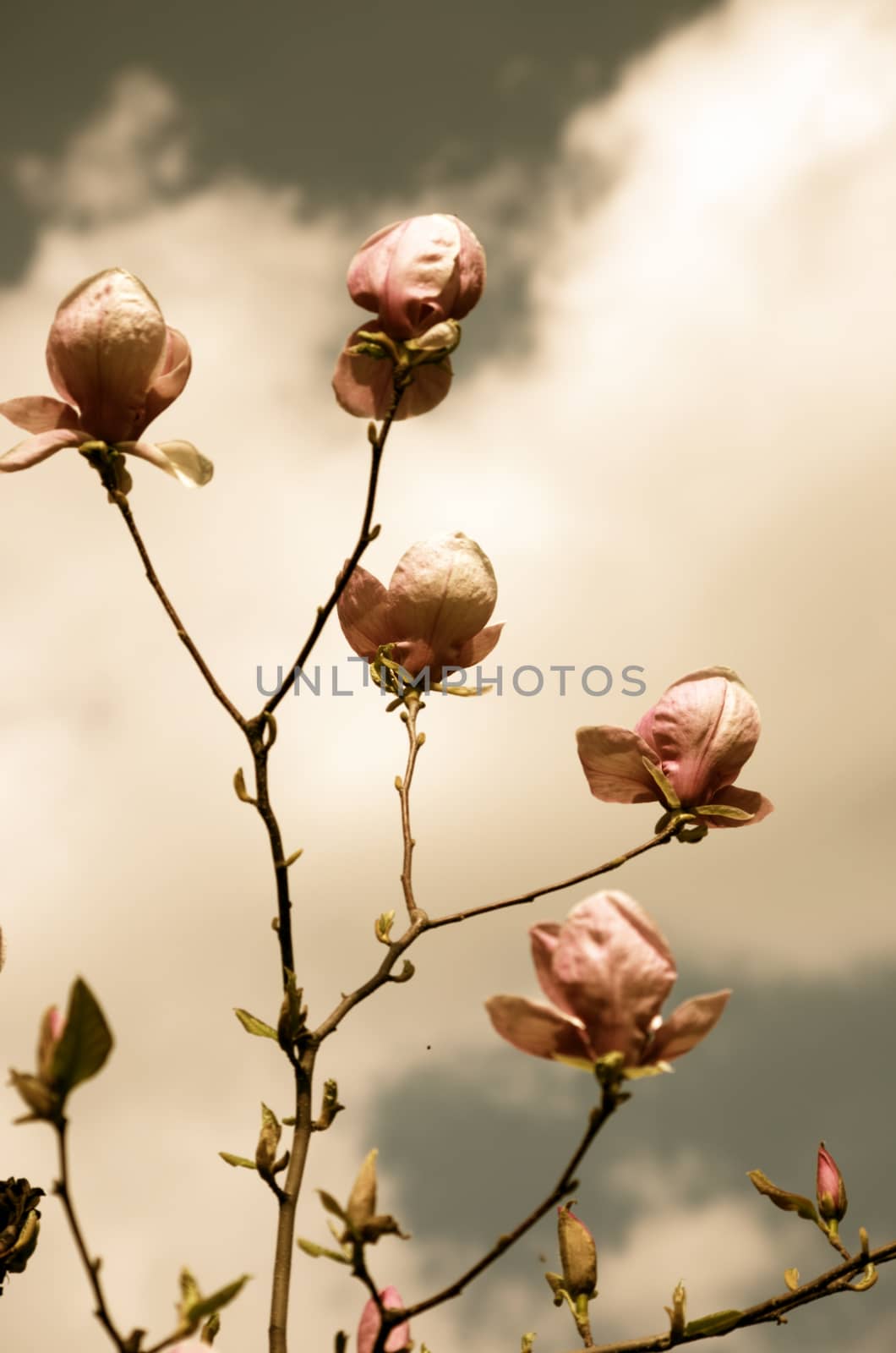 Beautiful Flowers of a Magnolia Tree. Retro style.