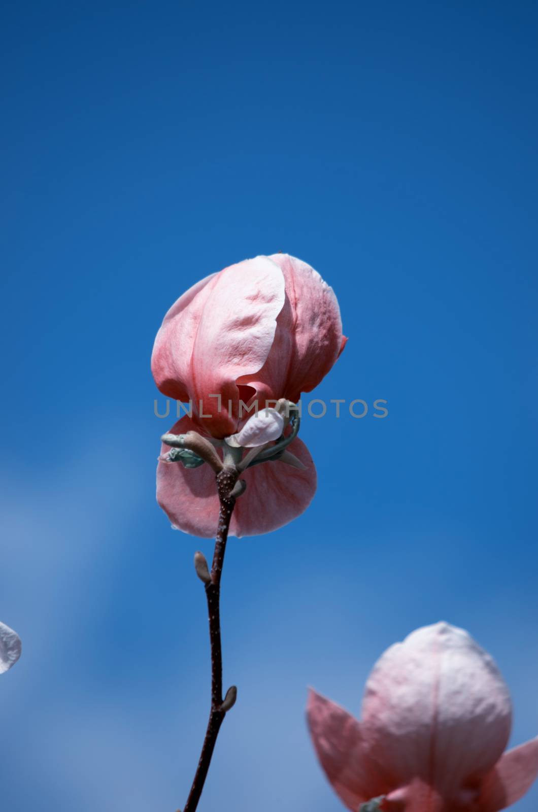 Beautiful Flowers of a Magnolia Tree