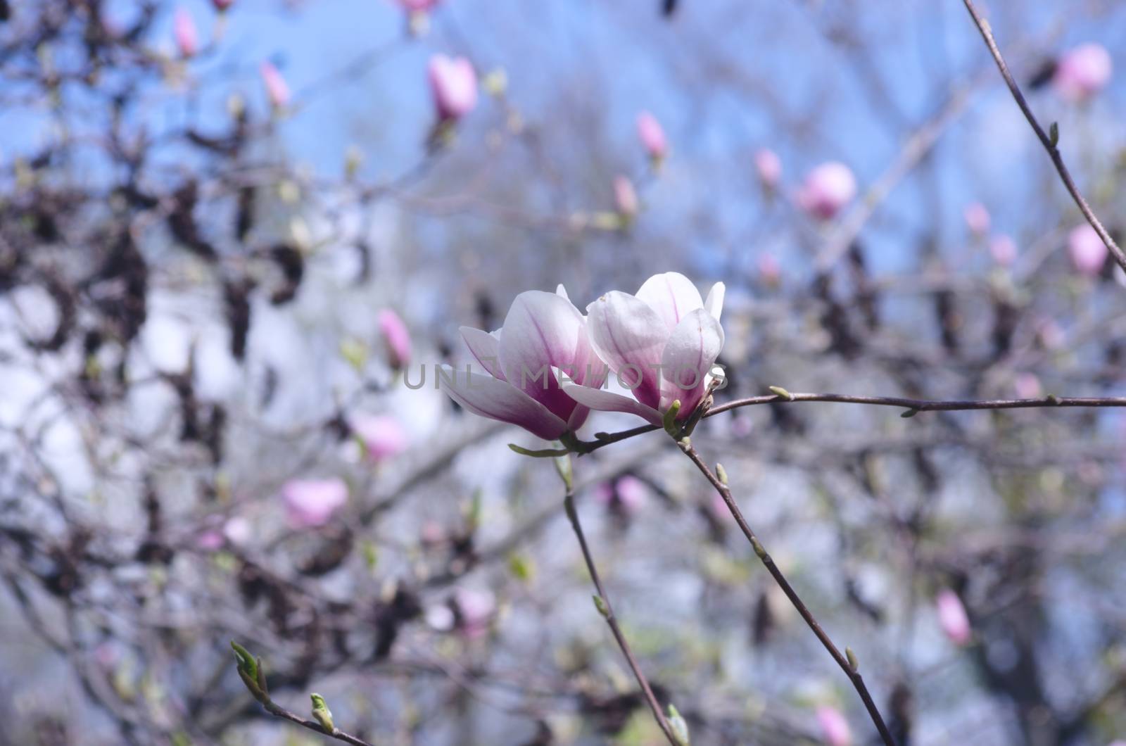 Beautiful Flowers of a Magnolia Tree by dolnikow