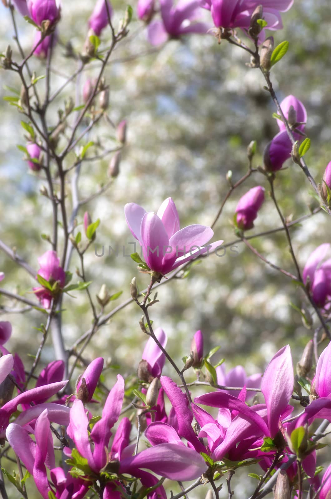 Beautiful Flowers of a Magnolia Tree. Soft focus