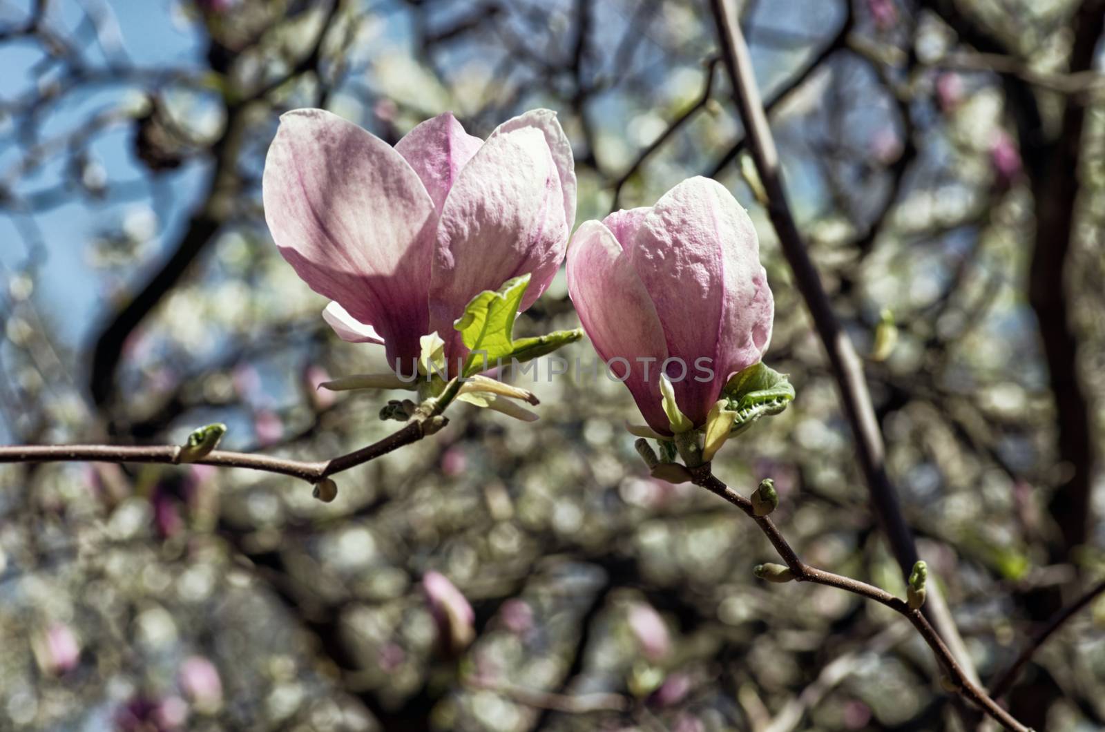 Beautiful vintage Flowers of a Magnolia Tree