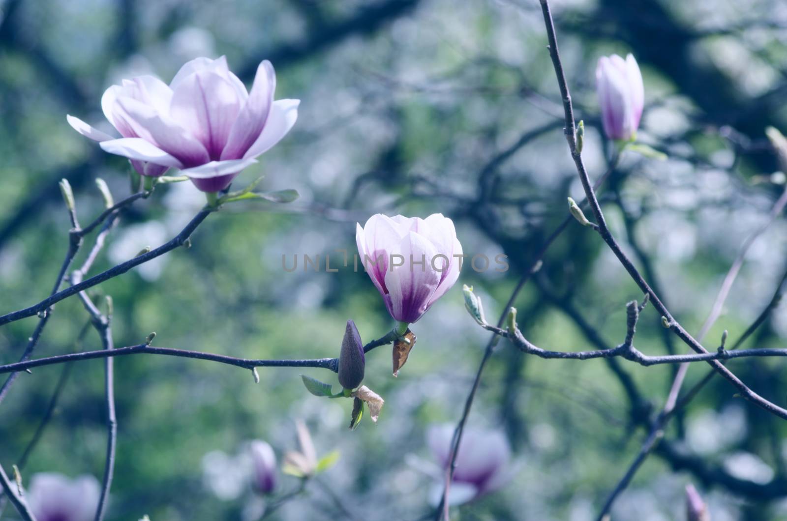 Beautiful Flowers of a Magnolia Tree