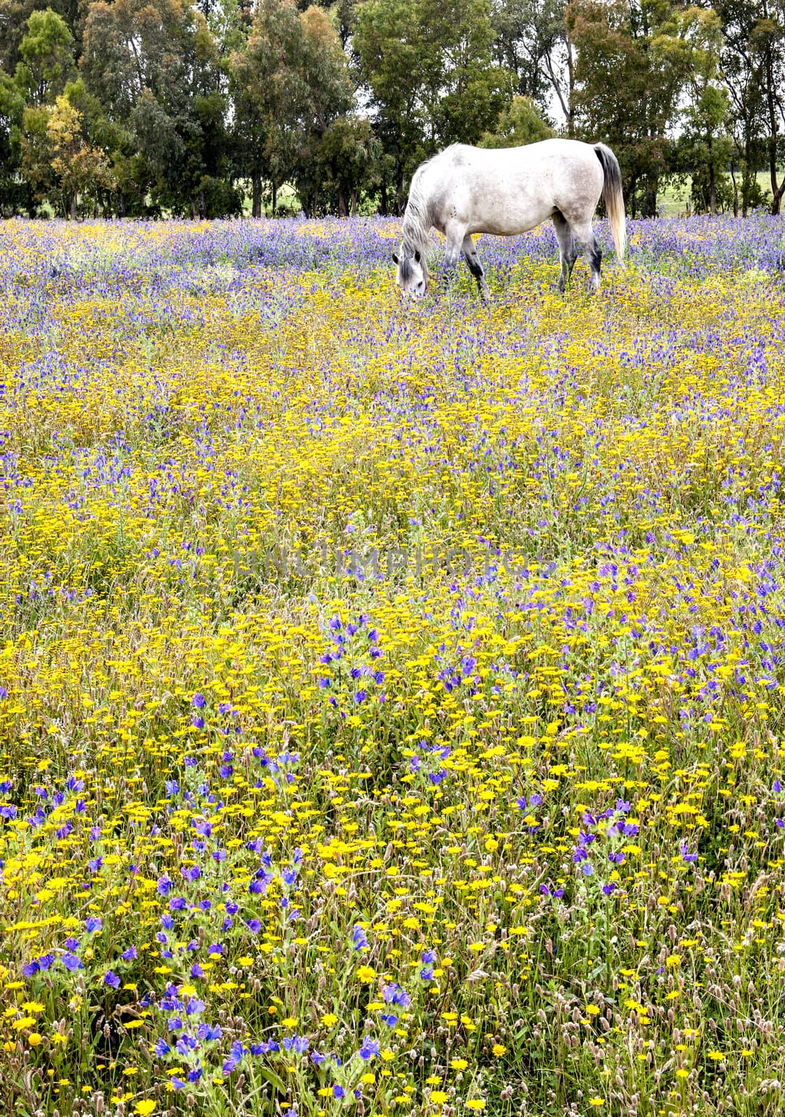 White horse grazing flowers on a field