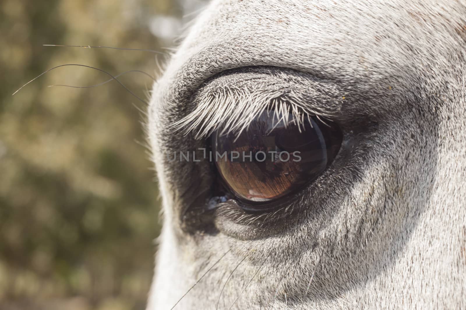 White horse close up of the eye