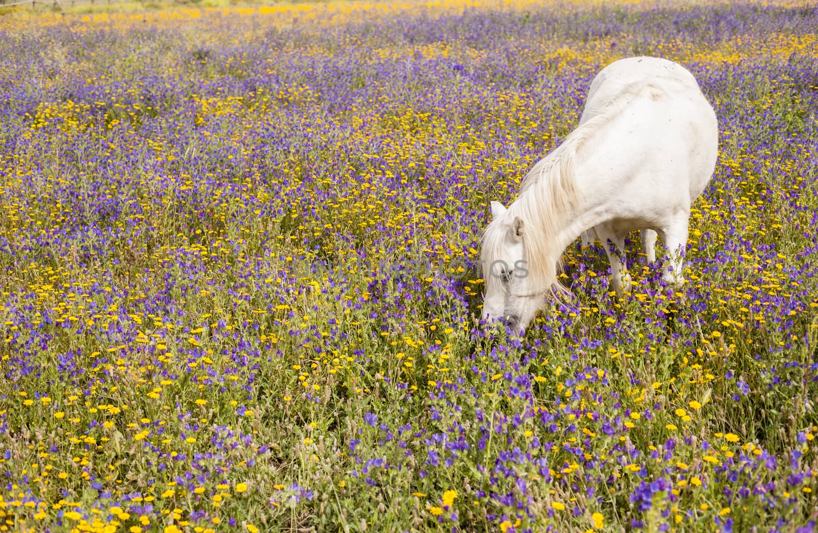 White horse grazing flowers on a field