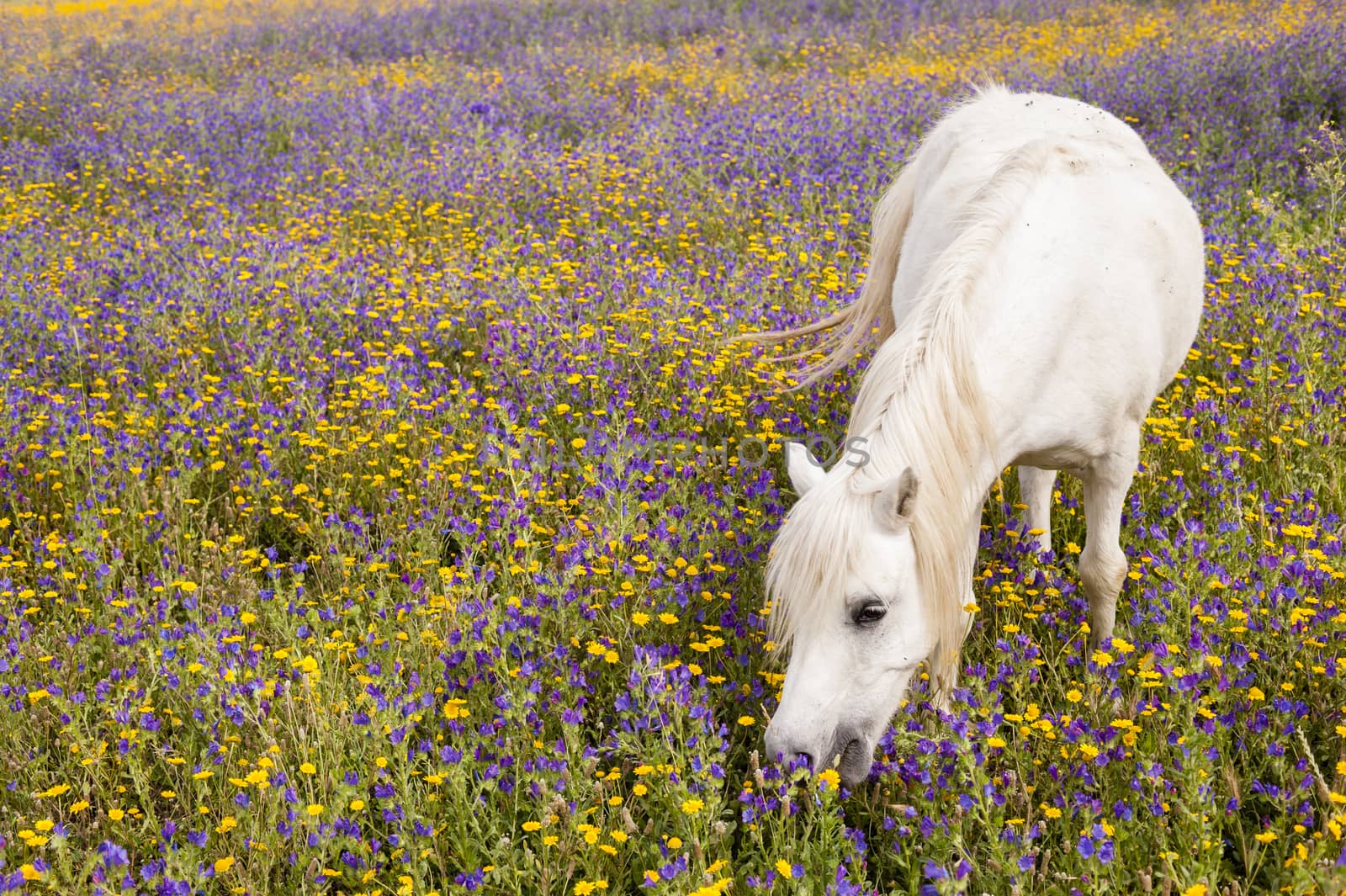 White horse grazing flowers on a field