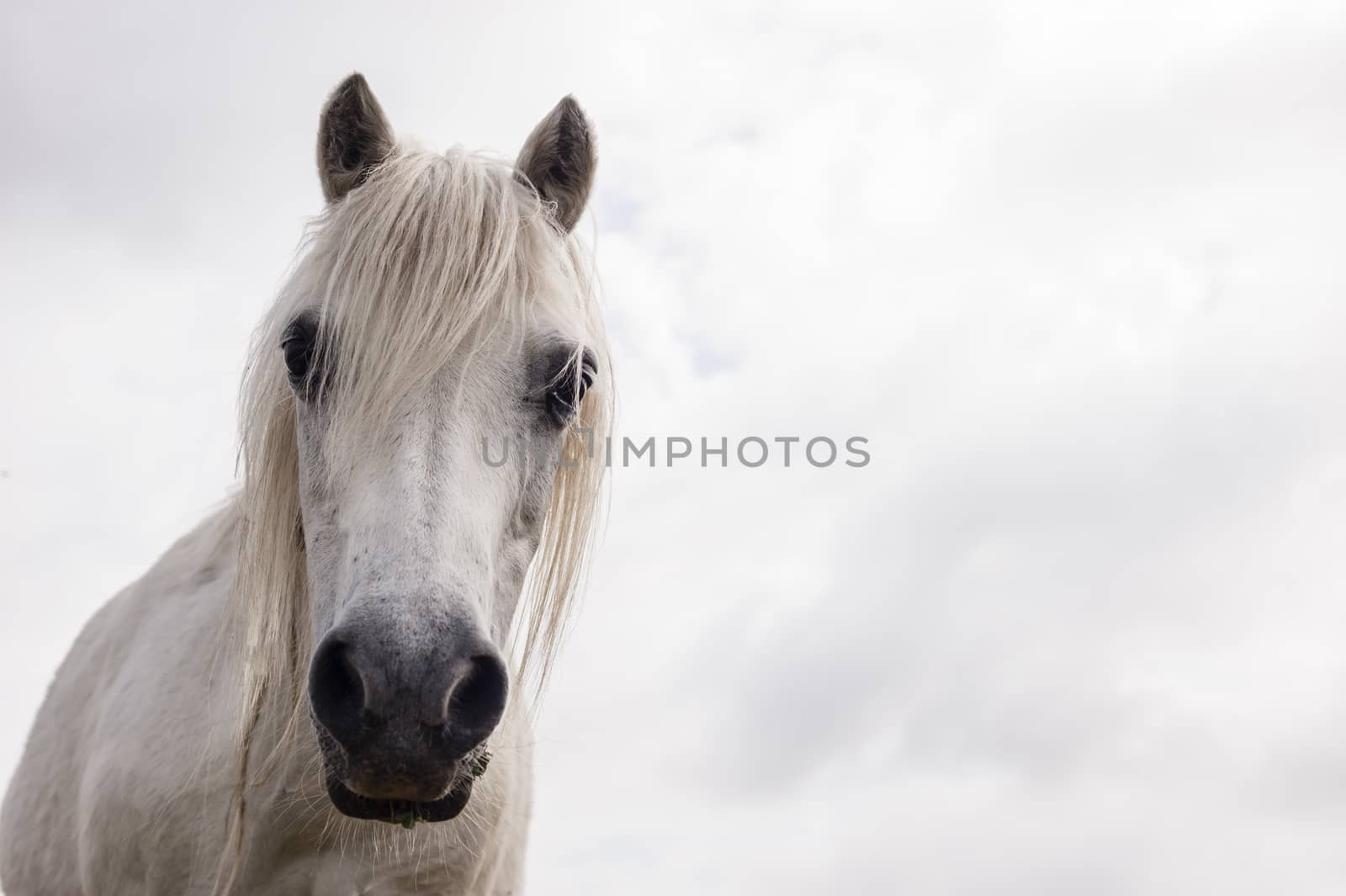 White horse close up of its head