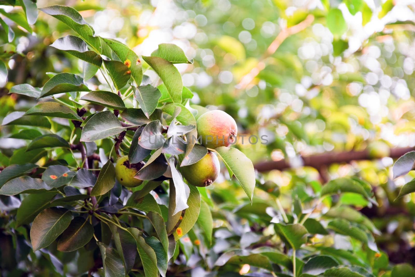 Pear growing on a tree