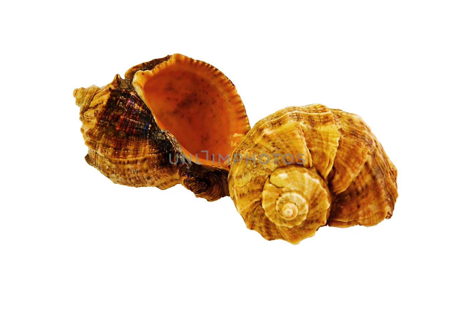 Sea shells on white background